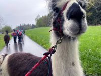 Lama-Trekking