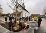 Pflanzung Linde MH