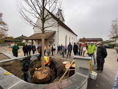 Pflanzung Linde MH